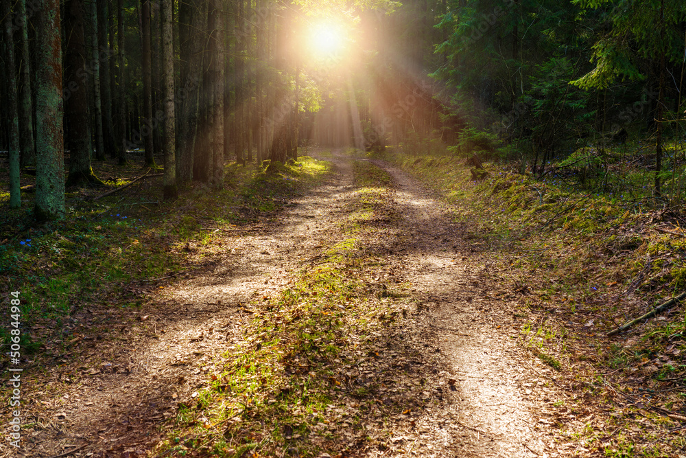 Obraz premium Bright sunrays lighting through spruce trees to sandy forest pathway at sunny day. Nature and landscapes.