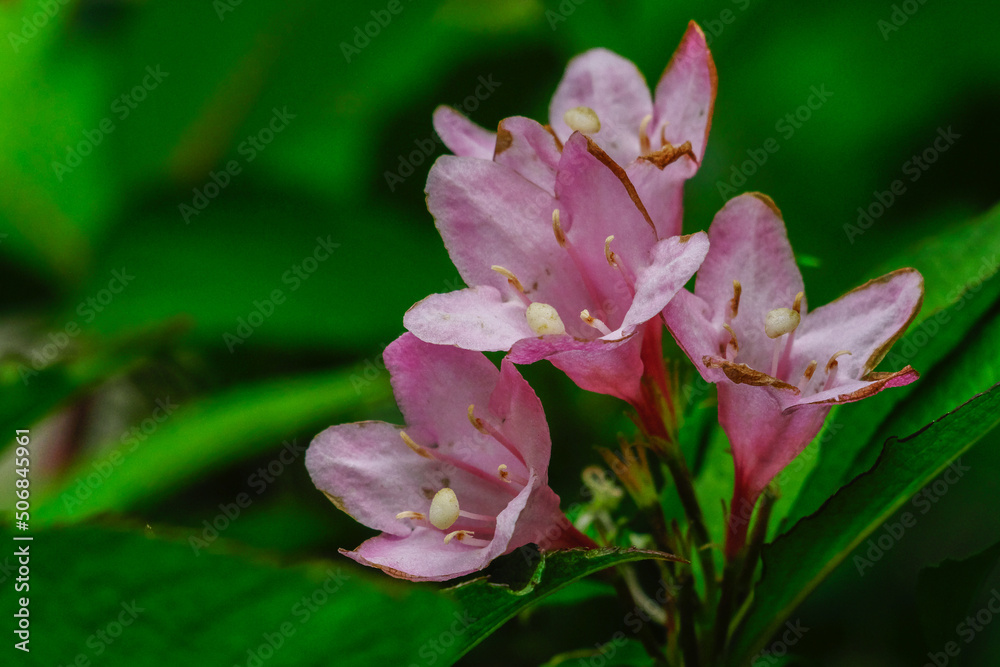 Obraz premium ハコネウツギ