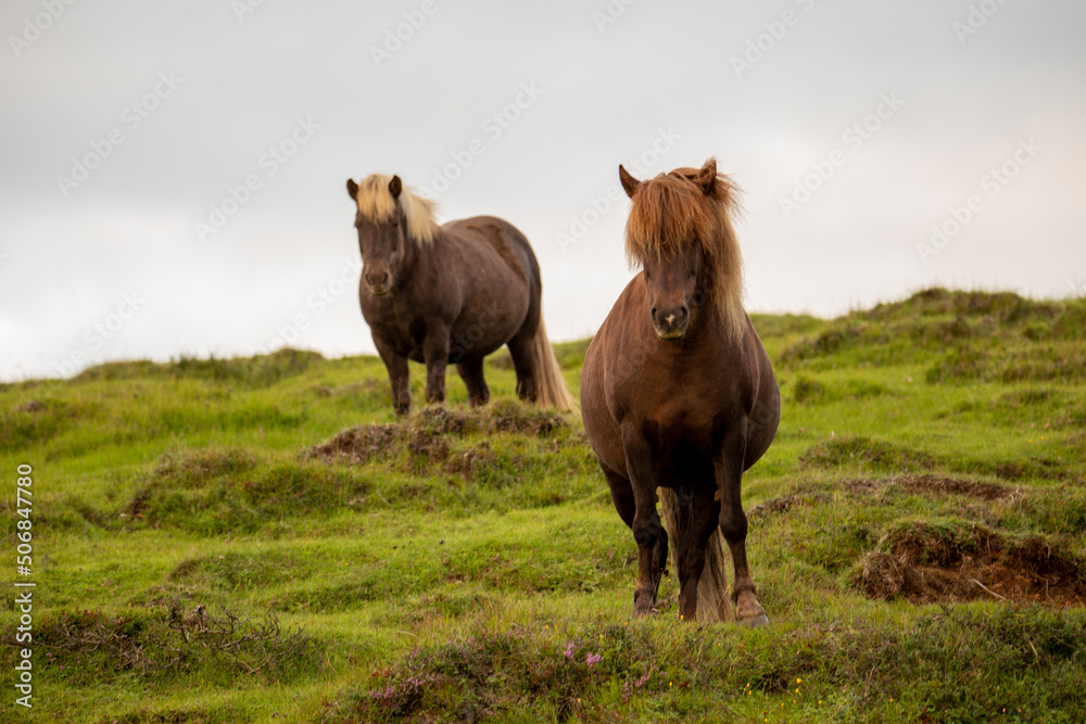Fototapeta premium Two Icelandic horses standing around in a green field in Iceland.