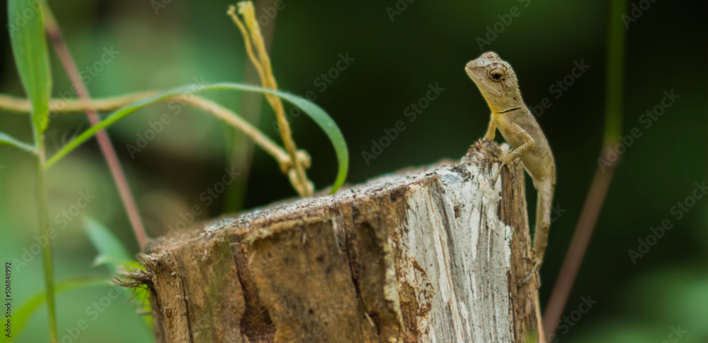Fototapeta premium lizard on a branch
