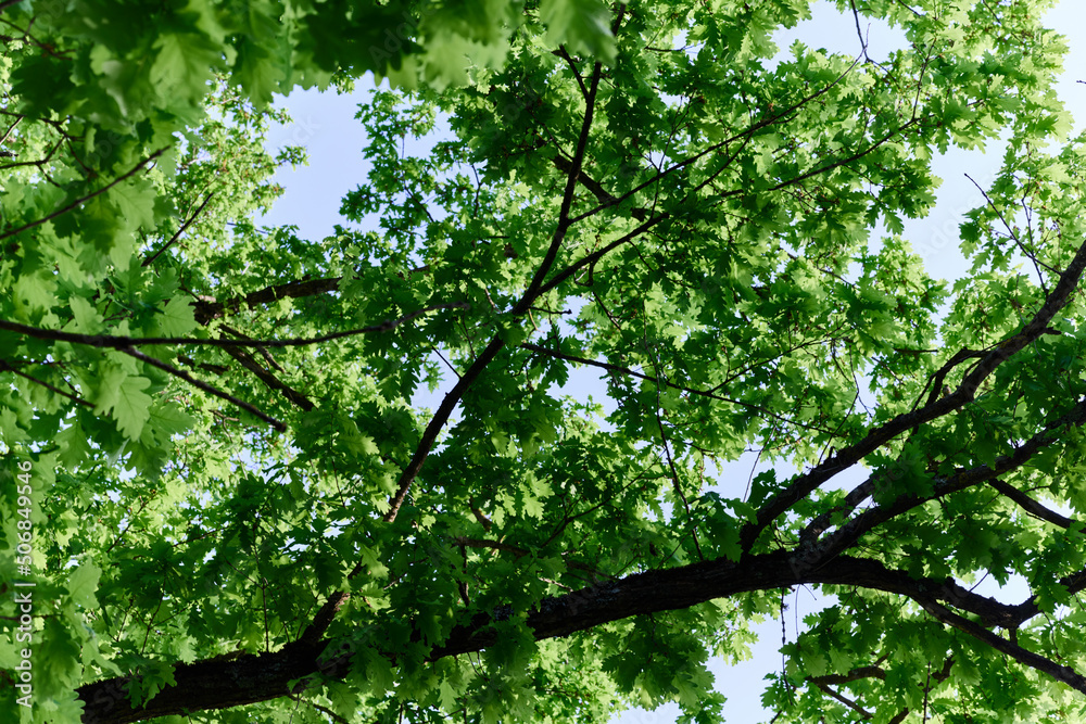 Spring blooms of nature, green young leaves of a tree against a blue sunny sky Spring blooms of nature, green young leaves of a tree against a blue sunny sky