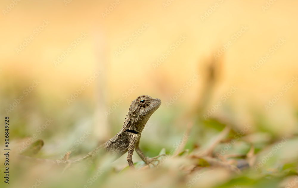 Obraz premium lizard on the rock