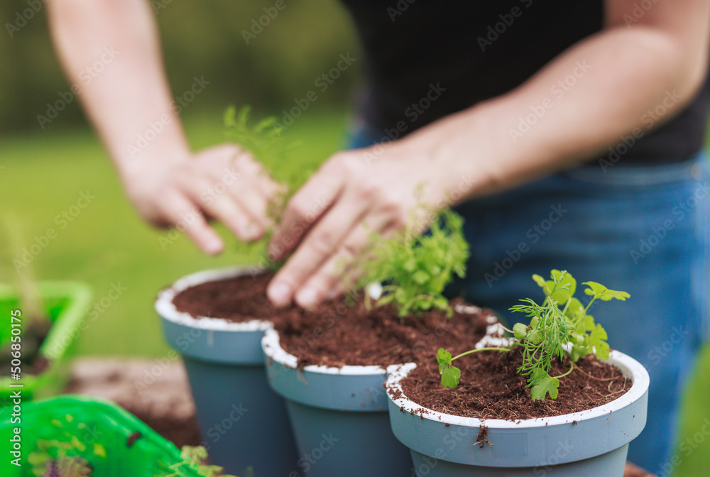 Gardener growing herbs in pots to have fresh herbs in his container herb garden. Water your potted herb garden or if you will be away on vacation,
