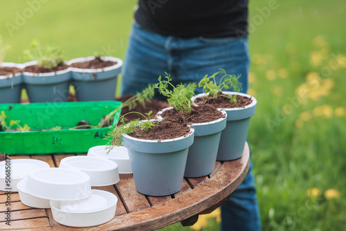Young gardener prepares to put seedlings in soil, plant seeds in the garden. Plants herbs or flowers in pots, the beginning of a beautiful day