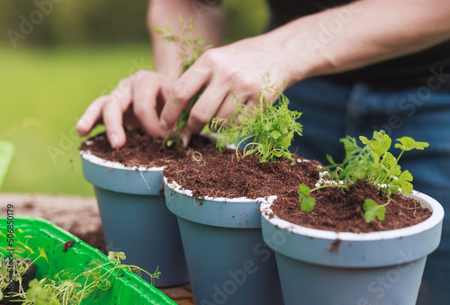 Young man is so happy planting herbs and flowers in pots, his favorite activity. It was the start of a beautiful day with delicious herbs and flowers in his pots, filled with rich soil