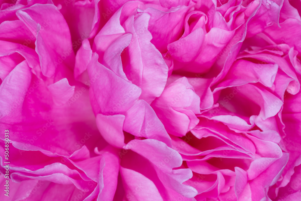 petals of pink peony blossom