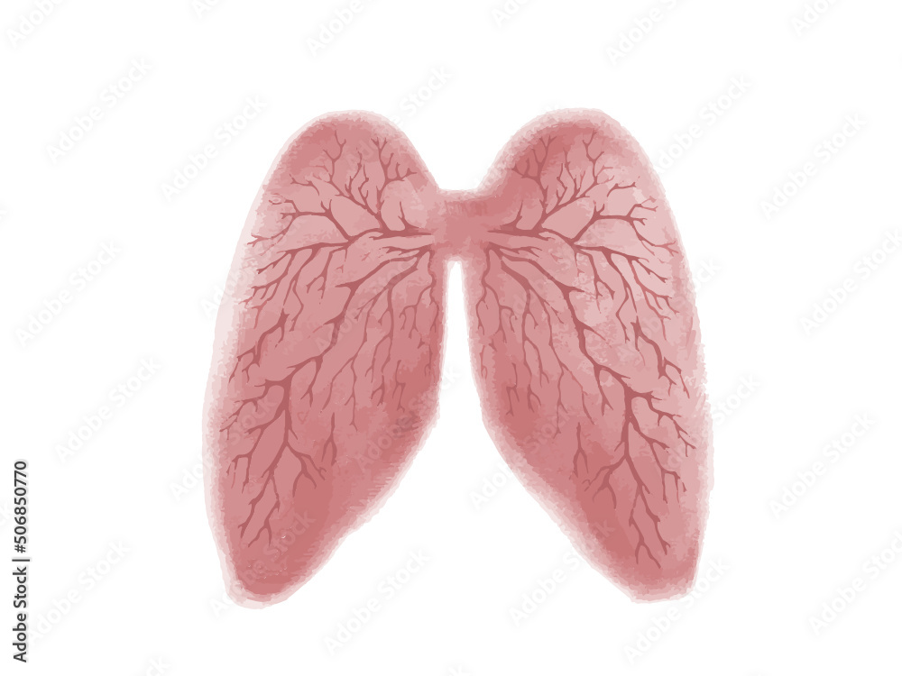hand drawn illustration of human Lungs isolated on a white backgrounds, anatomy sketches, hand drawn illustration of human Lungs isolated on a white backgrounds, anatomy sketches,