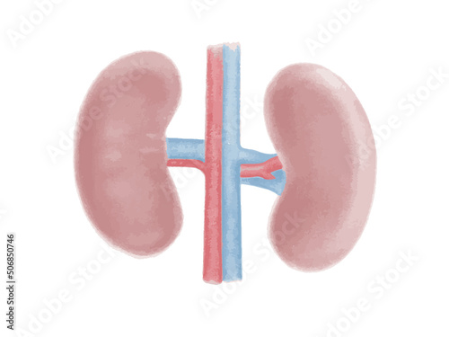 Watercolor kidneys. Hand-drawn watercolor human organs isolated on white background.