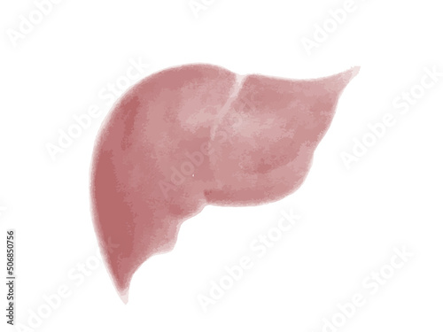 hand drawn liver vector illustration. retro pencil drawing of anatomy, science poster of Human liver for medical drugs, pharmacy and education design.