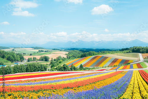 Flower field of Biei, Hokkaido, Japan.