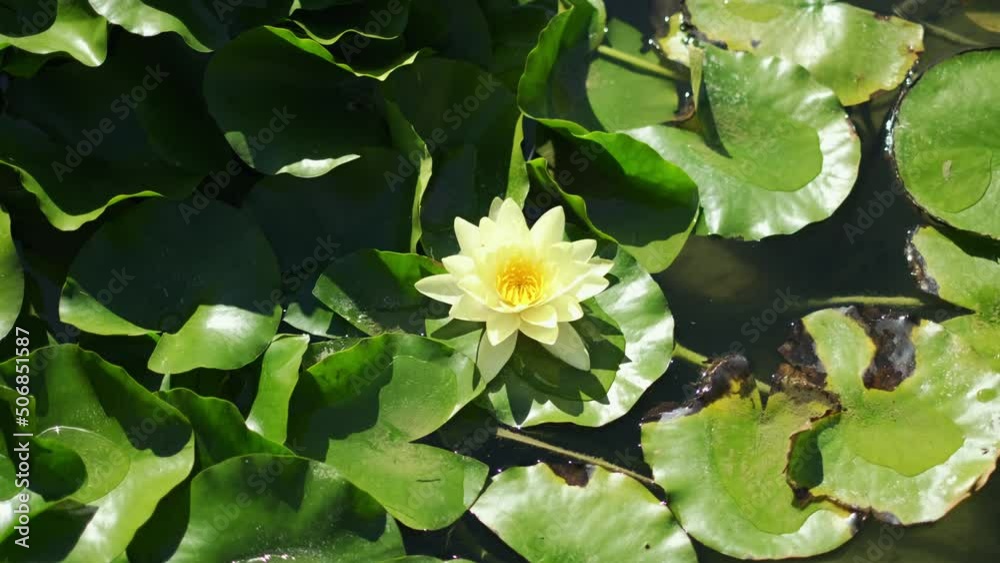 Lotus blooming in the pond is surrounded by leaves. lotus water lily flower and green leaves in pond.4K.1 Lotus blooming in the pond is surrounded by leaves. lotus water lily flower and green leaves in pond.4K.1