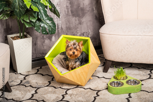 Wallpaper Mural Beautiful Yorkshire Terrier Dog sitting in his cozy green bed. Torontodigital.ca