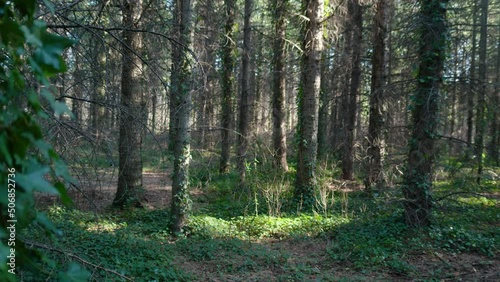 Wallpaper Mural Beautiful southern french green forest. Torontodigital.ca