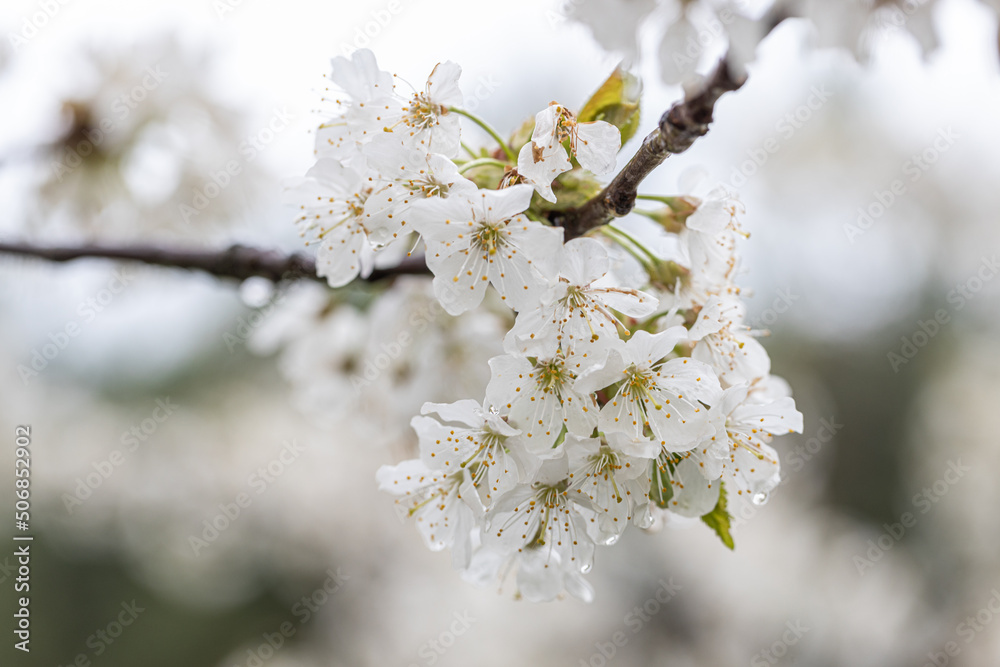 Fototapeta premium White cherry blossoms in spring sun. Selective focus of Beautiful cherry blossom. Beautiful cherry blossom background..