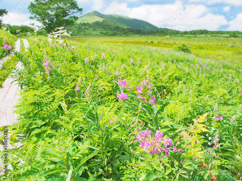 湿原に咲くヤナギランの花(霧ヶ峰)