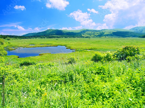 初夏の湿原(霧ヶ峰 八島湿原・日本) © mahalopuka