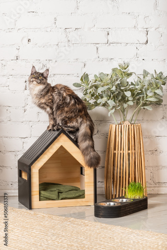 The cat of the Meikun breed is sitting on his pet house with a bowl of food nearby.