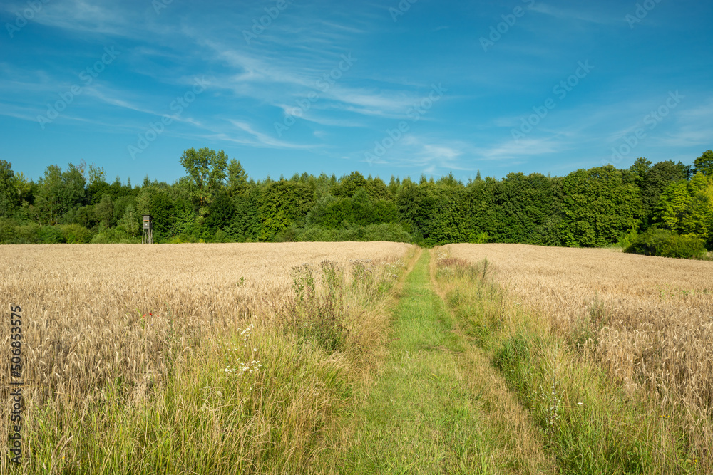Grassy path to the forest between fields with cereals Grassy path to the forest between fields with cereals