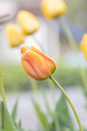 Isolated single orange tulips with water drops. Orange flowers in a close-up shot with nice out of focus background photo
