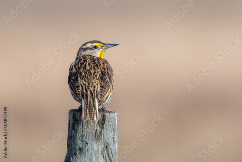 Eastern Meadowlark Perched on Fence Post photo