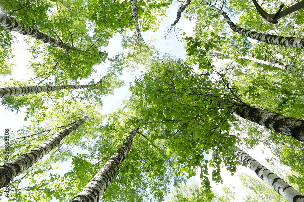 Fototapeta premium birch trees spring sunny photo on blue sky background bottom view