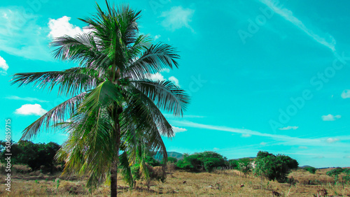 coconut trees,coconut tree inthe nutstered dry vegetations,blue sky background