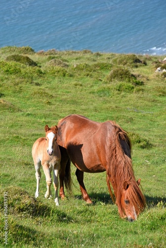 Wild Carneddau Mountain Pony and Foal.