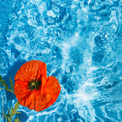 Red poppy flower in blue transparent water. Summer floral composition with sun and shadows. Nature concept. Top view.