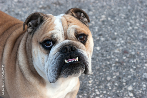 Bulldog Portrait © Fotopogledi