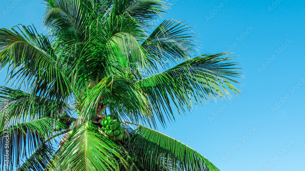 coconut trees,coconut tree inthe nutstered dry vegetations,blue sky background