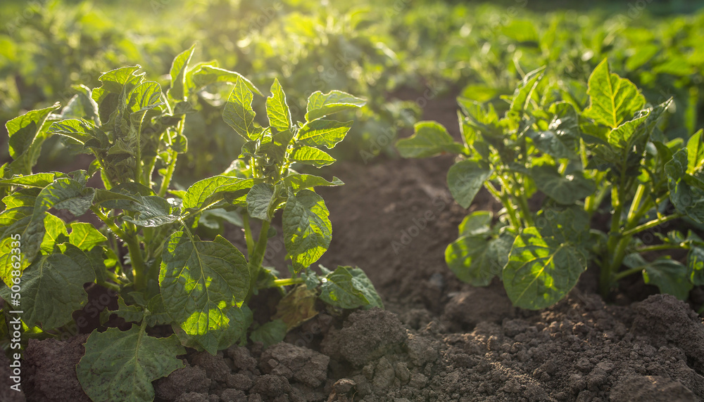 Obraz premium Potato seedling planted. Vegetable garden, agriculture, rural, business