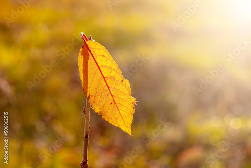 Lone yellow autumn leaf in the forest on a tree on a blurred background