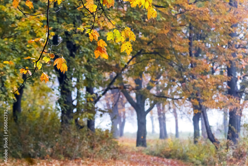 Autumn forest. Colorful leaves on trees in the forest in autumn