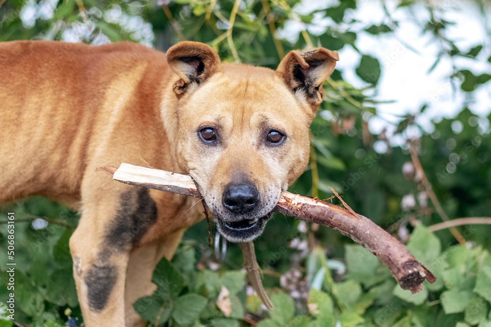 The dog of the breed pit bull terrier holds a stick in his teeth during training