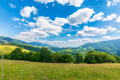 grassy mountain meadow in summer. beautiful countryside landscape on a sunny day with fluffy clouds. trees on the hills
