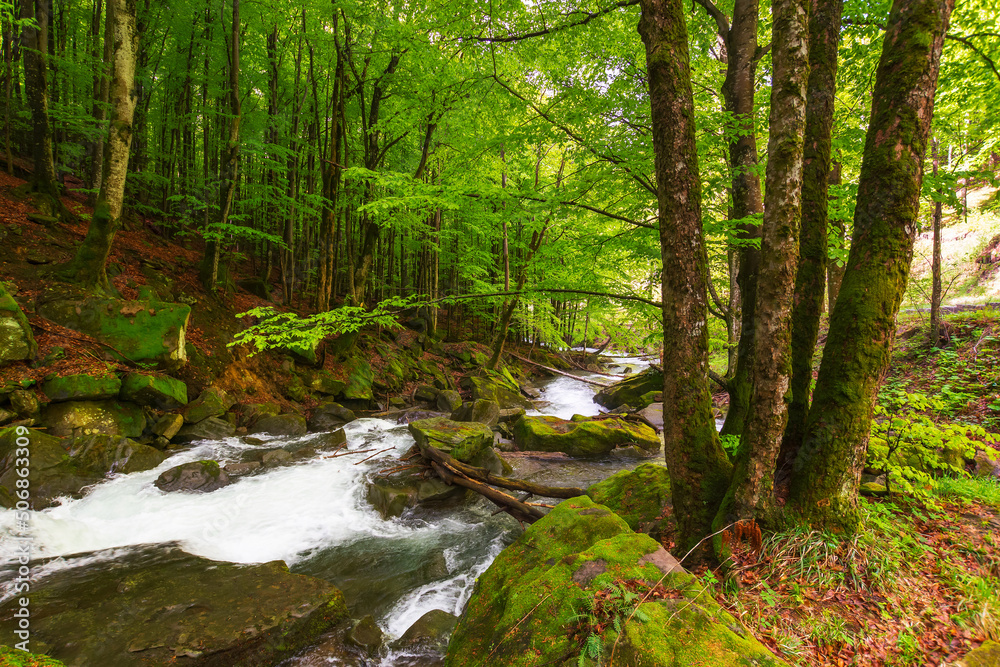 rapid brook in the park. primeval beech forest in spring. beautiful nature scenery rapid brook in the park. primeval beech forest in spring. beautiful nature scenery