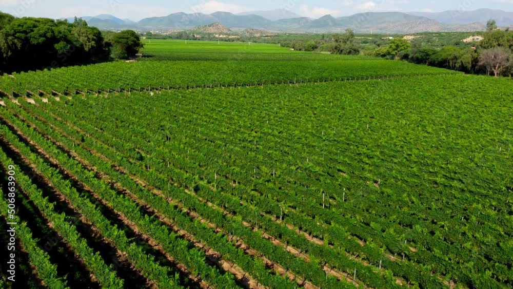 A look of a vineyard in Tarija, Bolivia, amazing place with a more amazin wine. A look of a vineyard in Tarija, Bolivia, amazing place with a more amazin wine.