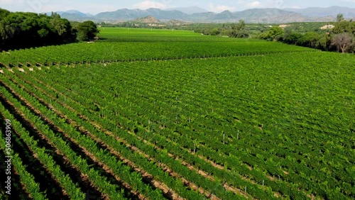 A look of a vineyard in Tarija, Bolivia, amazing place with a more amazin wine. photo