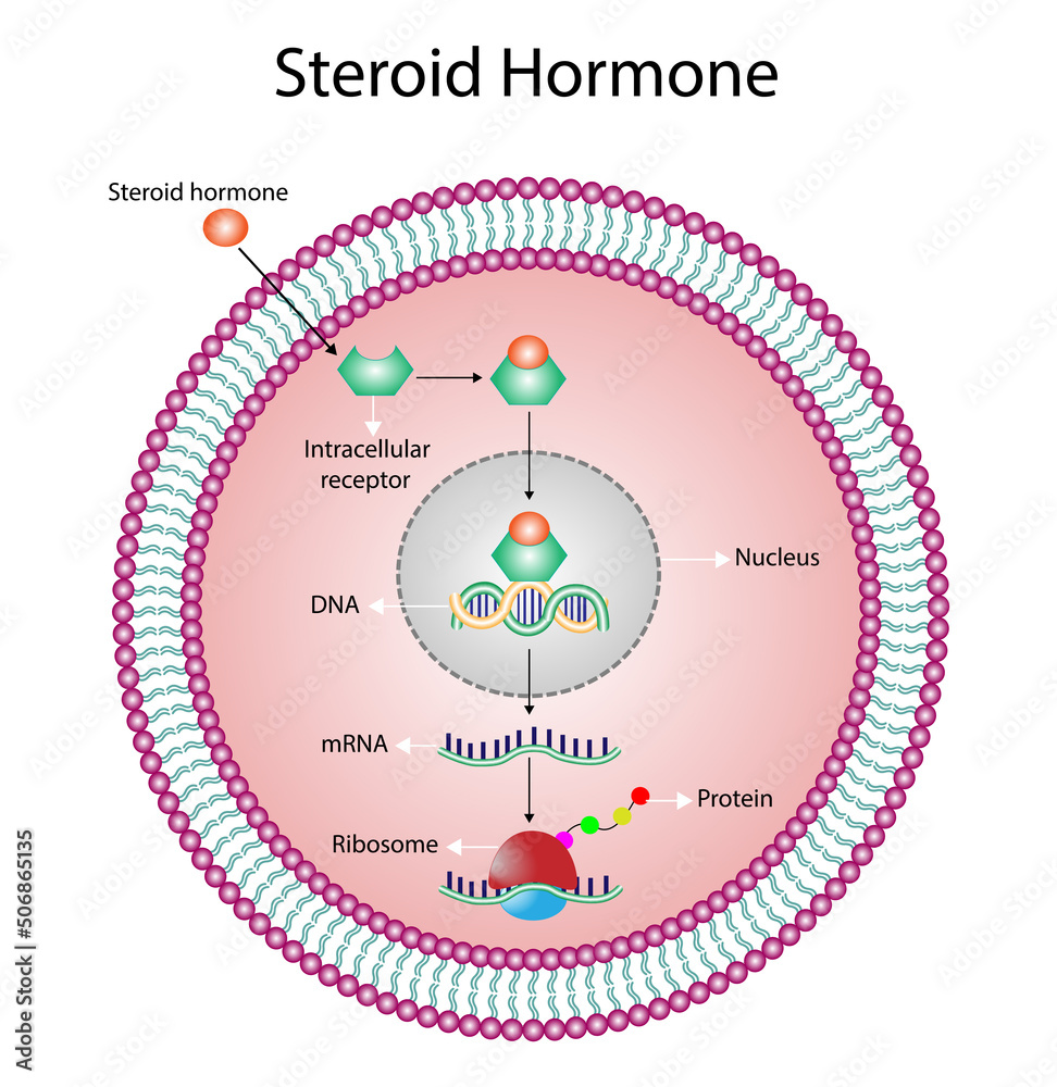 Steroid hormones mechanism of action. Steroids Bind to an intracellular receptor. Hormone-receptor complex activate gene transcription in the nucleus, followed by protein synthesis. Vector diagram - obrazy, fototapety, plakaty 