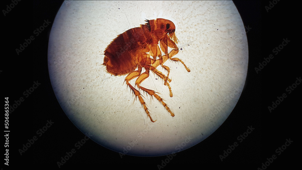 Cat, dog flea under microscope. Ctenocephalides canis. Stock Photo