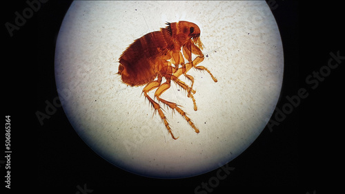 Cat, dog flea under microscope. Ctenocephalides canis.  photo