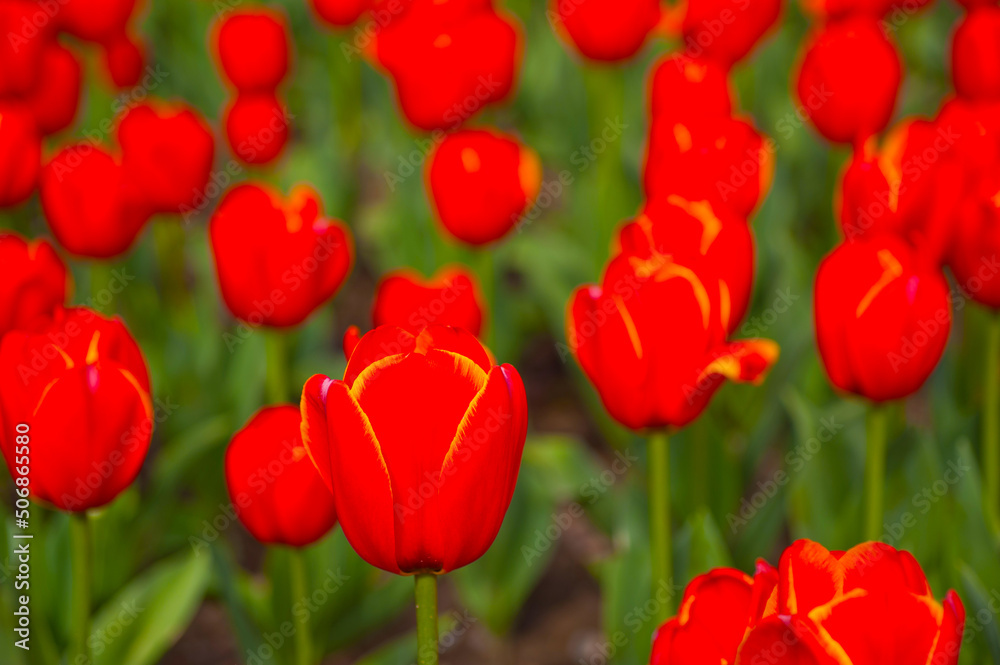 colorful tulips field colorful tulips field