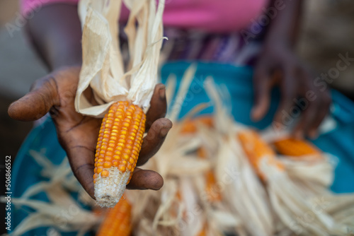 African hand holding corn / maize