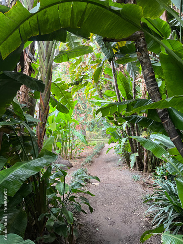 Tropical forest with banana trees, tourist path through the jungle. Rainforest. Canary Islands. Tenerife.
