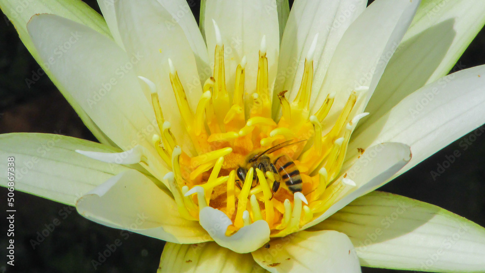 Obraz premium white flowers growing on large leaves in water
