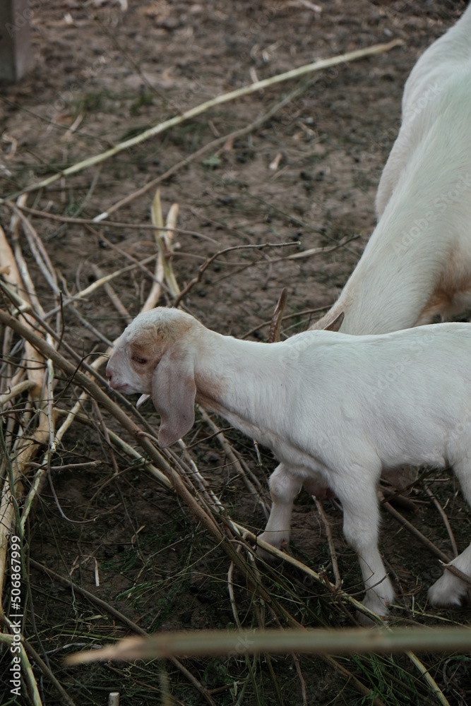 Goats are eating and living together. Goats are eating and living together.