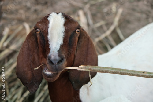 Fototapeta Naklejka Na Ścianę i Meble -  Goats are eating and living together.