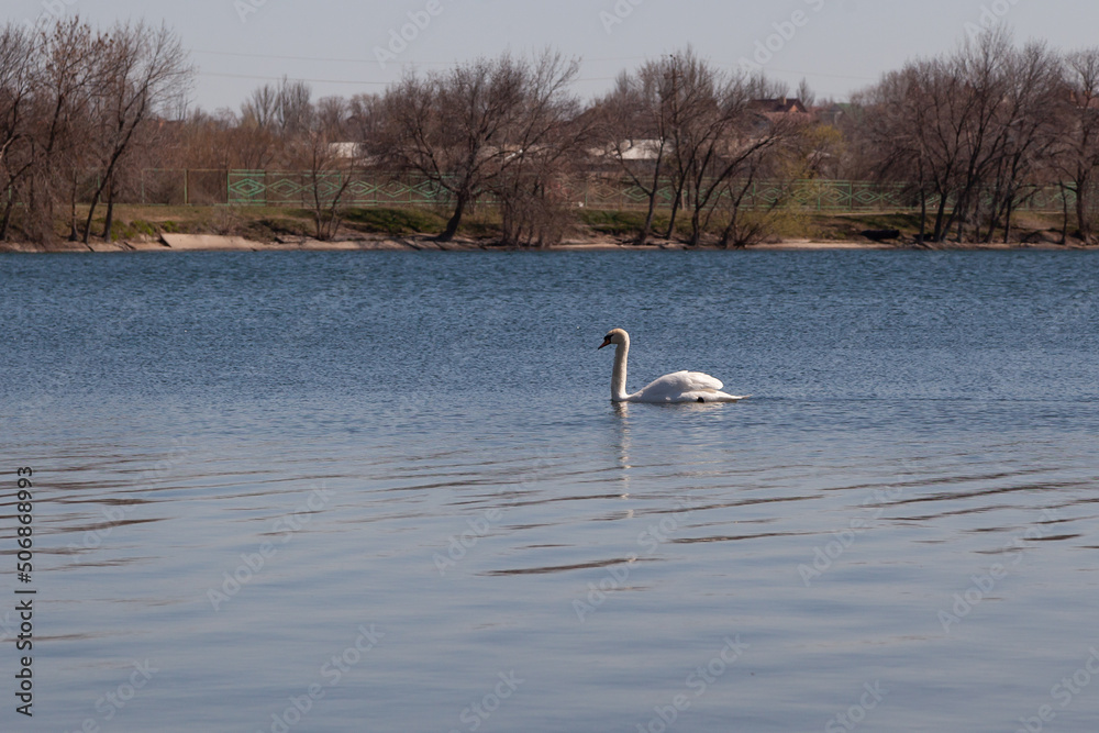White swan swims on lake water