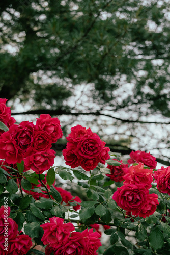 Jungnang Rose Park  Seoul Rose Festival along the Jungnangcheon Stream in Seoul  Korea