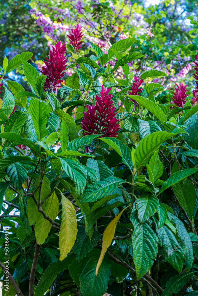 Fototapeta premium Flowering Megaskepasma erythrochlamys Lindau shrub